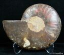 Inch Split Ammonite (Half) #2633-1